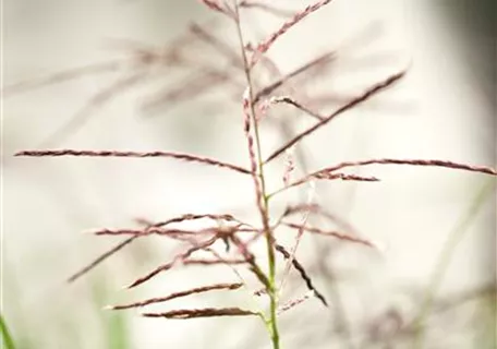 Miscanthus sinensis 'Ferner Osten' - Garten-Chinaschilf, Garten-Landschilf