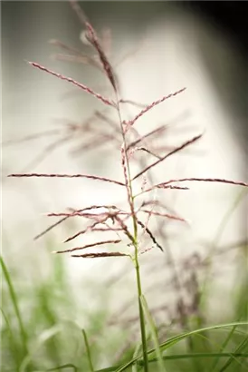 Garten-Chinaschilf, Garten-Landschilf - Miscanthus sinensis 'Ferner Osten'