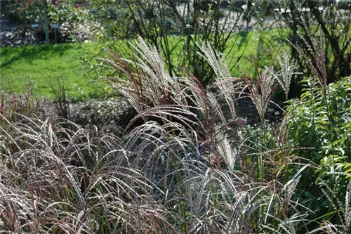 Garten-Chinaschilf, Garten-Landschilf - Miscanthus sinensis 'Ferner Osten'