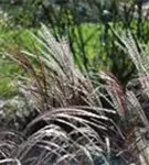 Garten-Chinaschilf, Garten-Landschilf - Miscanthus sinensis 'Ferner Osten'