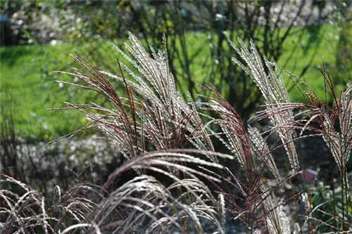 Garten-Chinaschilf, Garten-Landschilf - Miscanthus sinensis 'Ferner Osten'