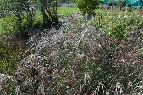 Garten-Chinaschilf, Garten-Landschilf - Miscanthus sinensis 'Ferner Osten'