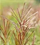 Garten-Chinaschilf, Garten-Landschilf - Miscanthus sinensis 'Ferner Osten'