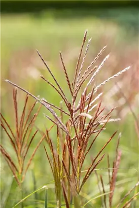 Garten-Chinaschilf, Garten-Landschilf - Miscanthus sinensis 'Ferner Osten'