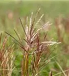 Garten-Chinaschilf, Garten-Landschilf - Miscanthus sinensis 'Ferner Osten'