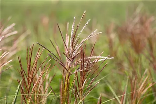 Garten-Chinaschilf, Garten-Landschilf - Miscanthus sinensis 'Ferner Osten'