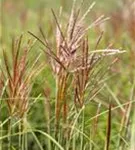 Garten-Chinaschilf, Garten-Landschilf - Miscanthus sinensis 'Ferner Osten'