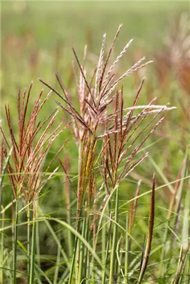 Garten-Chinaschilf, Garten-Landschilf - Miscanthus sinensis 'Ferner Osten'