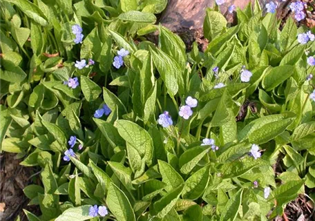 Omphalodes verna - Frühlings-Gedenkemein