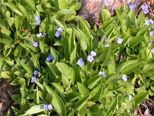 Frühlings-Gedenkemein - Omphalodes verna