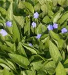 Frühlings-Gedenkemein - Omphalodes verna