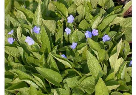 Omphalodes cappadocica 'Cherry Ingram' - Garten-Gedenkemein