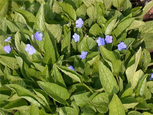 Frühlings-Gedenkemein - Omphalodes verna