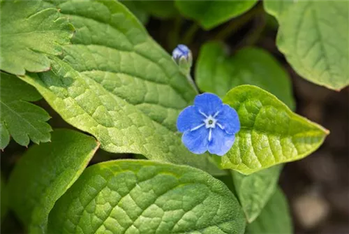 Frühlings-Gedenkemein - Omphalodes verna