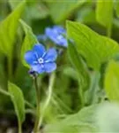 Frühlings-Gedenkemein - Omphalodes verna