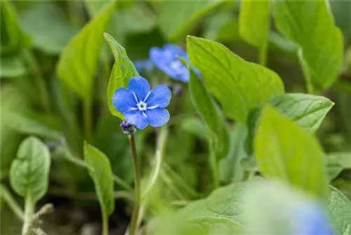 Frühlings-Gedenkemein - Omphalodes verna