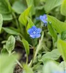 Frühlings-Gedenkemein - Omphalodes verna