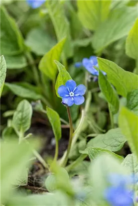 Frühlings-Gedenkemein - Omphalodes verna