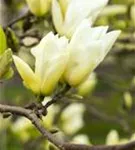 Magnolie 'Yellow River' - Magnolia 'Yellow River'