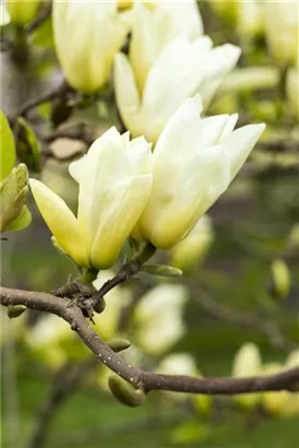 Magnolie 'Yellow River' - Magnolia 'Yellow River'