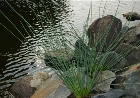 Juncus inflexus - Blaugrüne Binse