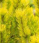 Berg-Kiefer 'Winter Gold' - Pinus mugo 'Wintergold' - Bonsai