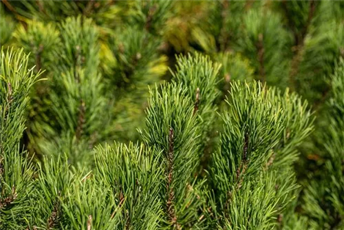 Berg-Kiefer 'Winter Gold' - Pinus mugo 'Wintergold' - Bonsai