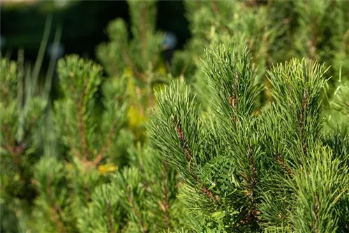 Berg-Kiefer 'Winter Gold' - Pinus mugo 'Wintergold' - Bonsai