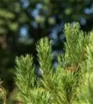 Berg-Kiefer 'Winter Gold' - Pinus mugo 'Wintergold' - Bonsai