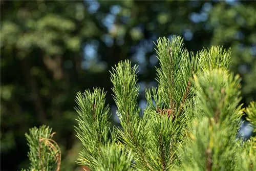 Berg-Kiefer 'Winter Gold' - Pinus mugo 'Wintergold' - Bonsai