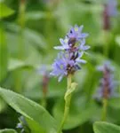 Herzblättriges Hechtkraut - Pontederia cordata