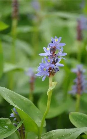 Pontederia cordata