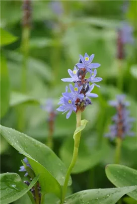 Herzblättriges Hechtkraut - Pontederia cordata