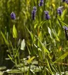 Herzblättriges Hechtkraut - Pontederia cordata