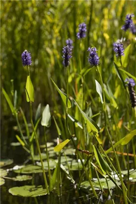 Herzblättriges Hechtkraut - Pontederia cordata