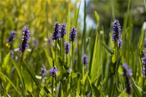 Herzblättriges Hechtkraut - Pontederia cordata