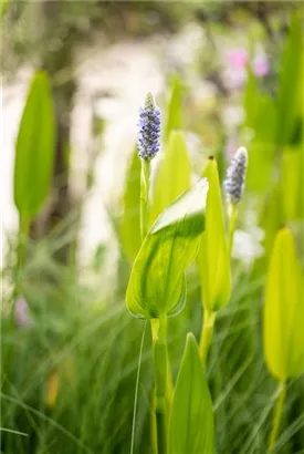 Herzblättriges Hechtkraut - Pontederia cordata