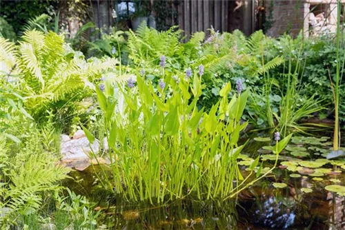 Herzblättriges Hechtkraut - Pontederia cordata