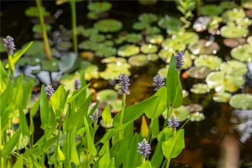 Herzblättriges Hechtkraut - Pontederia cordata