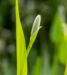 Herzblättriges Hechtkraut - Pontederia cordata