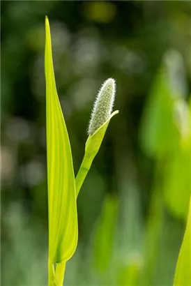 Herzblättriges Hechtkraut - Pontederia cordata