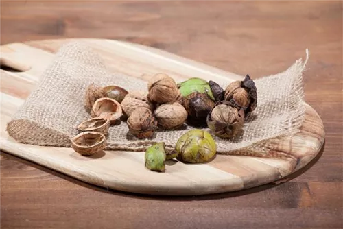 Echte Walnuss - Juglans regia - Baum