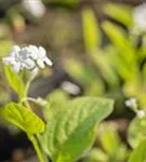 Garten-Frühlings-Gedenkemein - Omphalodes verna 'Alba'