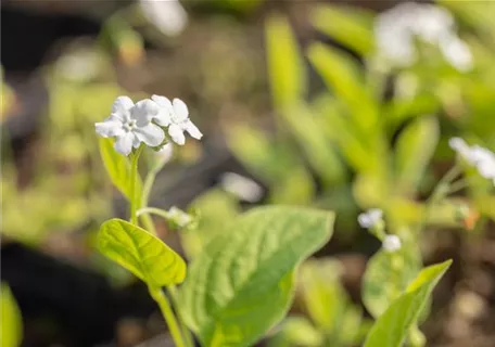 Omphalodes verna 'Alba' - Garten-Frühlings-Gedenkemein