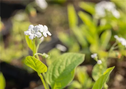 Garten-Frühlings-Gedenkemein - Omphalodes verna 'Alba'