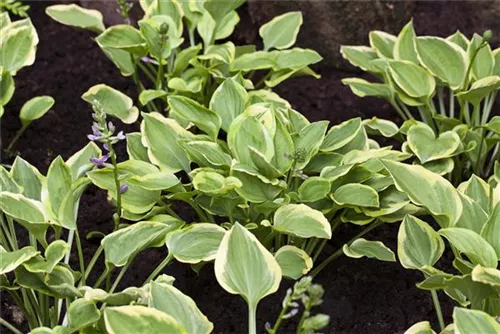 Kleine Gelbrand-Garten-Funkie - Hosta nakaiana 'Golden Tiara'