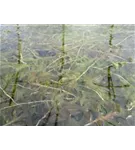 Krauses Laichkraut - Potamogeton crispus