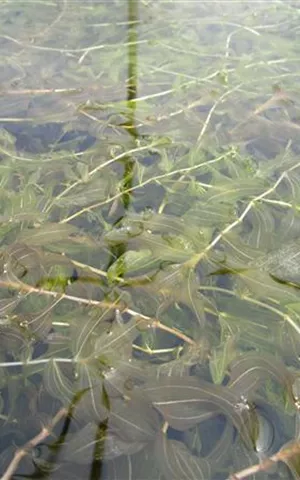 Potamogeton crispus