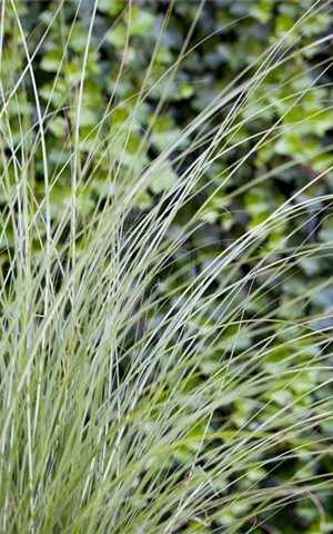 Miscanthus sinensis 'Gracillimus'