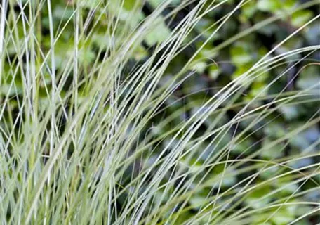 Miscanthus sinensis 'Gracillimus' - Garten-Chinaschilf, Garten-Landschilf